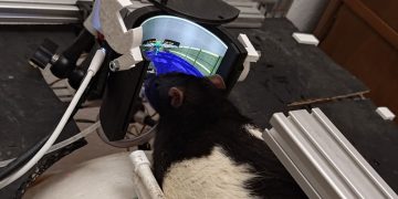 دانشمندان به موش‌ها DOOM بازی کردن را یاد داده‌اند - گیمفا